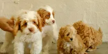 Puppy Pilates - 8th November 12.30pm