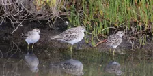 Great Aussie Bird Count at Cheetham Wetlands