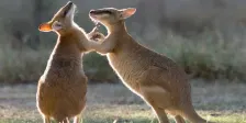 Wallaby Counting with YHA Cairns Central