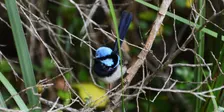 Guided bird walk with Dr Jacinta Humphrey – Discover the birds of Darebin Creek