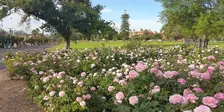 Guided Walk- The Formal Gardens of North Adelaide