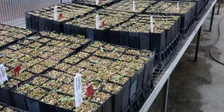 Greening Your Thumb: Natives from Seed