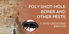 Polyphagous Shot-Hole Borer and Other Pests