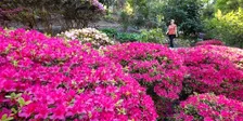 October Spring Walk - Mt Lofty Botanic Gardens (2026)