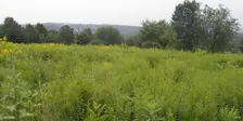 Plant ID & Natural History Walk