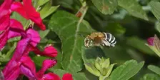 Native pollinator walk and talk w/ Clancy Lester "the Bee Man"