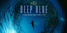 Deep Blue: Underwater Photography
