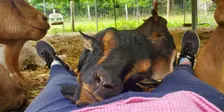 Meditation, Mindfulness, and Energy Healing with Goats