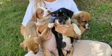 Doggy Movement Class Wellington