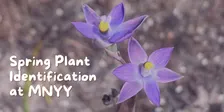Spring Plant Identification at Murrk Ngubitj Yarram Yaluk