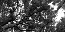 Forests in the City