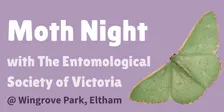 Moth Light Sheeting Night