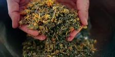 Medicinal Herbal Teas: An Introduction