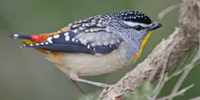 Aussie Bird Count: A Bird Walk with Ian Moodie