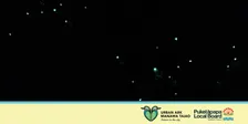 Guided Glowworm Nightwalk