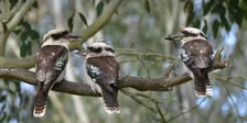 Breakfast with the Birds 2026