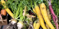 Introduction to Vegetable Gardening