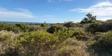 Appreciate your local Bush Patch in Spring