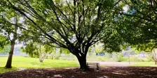 Under the Tree: Outdoor Reset for Caring Professionals - Oct