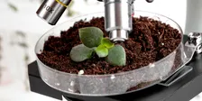Gardening with Microbes: Life Beneath Your Feet