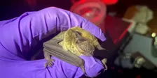 Bat Month at the Library: Discovering Armadale's Bats