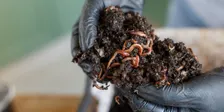 Worm Farming Workshop - November 2026