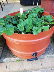 Wicking Bed Gardening Workshop