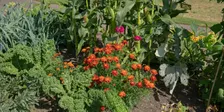 Companion Planting a Summer Vegetable Garden