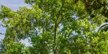 Successful Trees for Difficult Landscapes