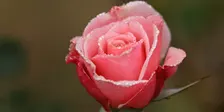 Rose Pruning Workshop