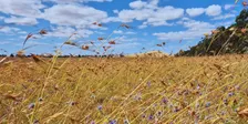 Protecting our Remnant Grasslands