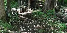 Invasives Pull & Walk