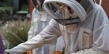 Beekeeping or Bee-caring
