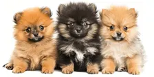 Puppy Yoga with Pomeranians 🐾 Nov 1st 11:30am