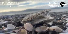 Sea Shell ID Workshop
