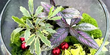 Holiday Terrariums