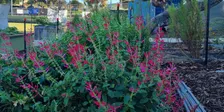 Garden Ecology - Plant Communities