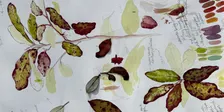 Botanical Art & Illustration Workshop - Learn to Draw and Paint New Zealand and Exotic Flora