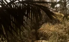 ALO WEST PALM BEACH: WELLNESS WALK