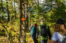 Foraging Adventure through Sassafras Point