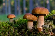 Pilztour / Wild mushroom tour (DE/EN)