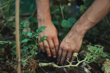 USC Sustainability Garden