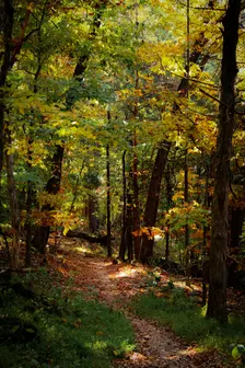 AI Walks YQG - October Edition