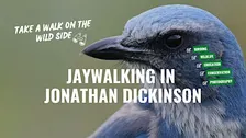 Jaywalking in the Wild: Meet the Florida Scrub Jay
