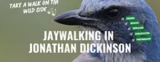 Jaywalking in the Wild: Meet the Florida Scrub Jay