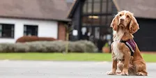 Hearing Dogs Tour & Demo 13th October 2026