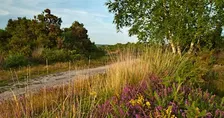 Members only Walk: Iping Common Nature Reserve