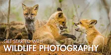 Get Started with Wildlife Photography