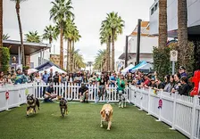Huge dog event in Glendale! Pup Festival @ Westgate!
