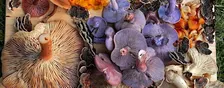 2026 South Green- October Foraging Walk